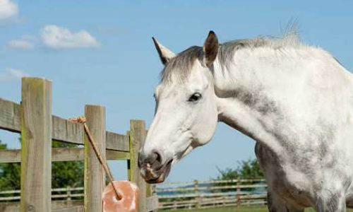 horse lick salt